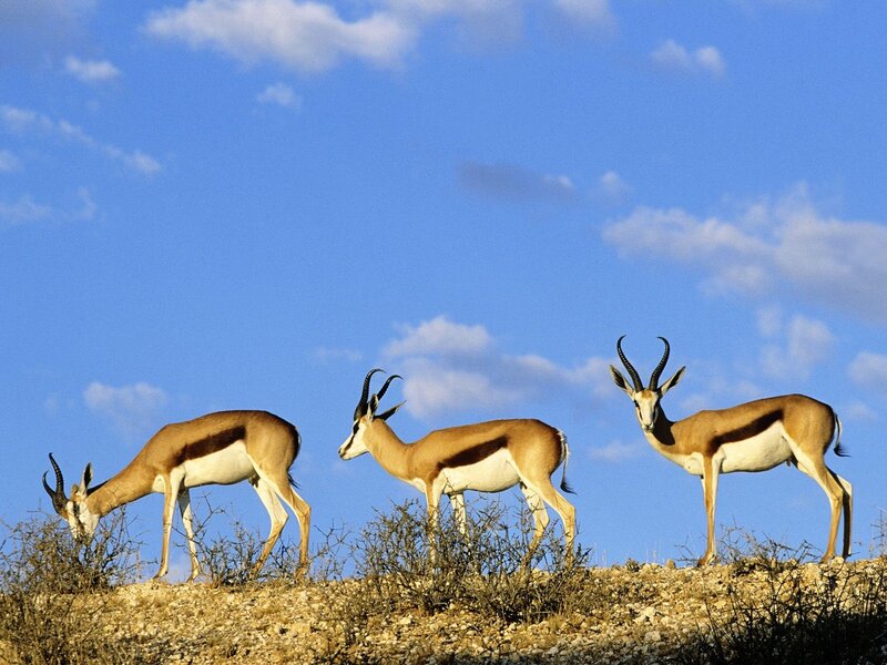 Three springboks on a hill