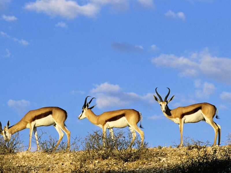 Three Springboks on Hill