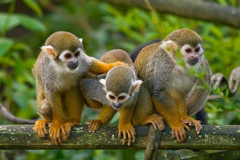 Three Squirrel Monkeys
