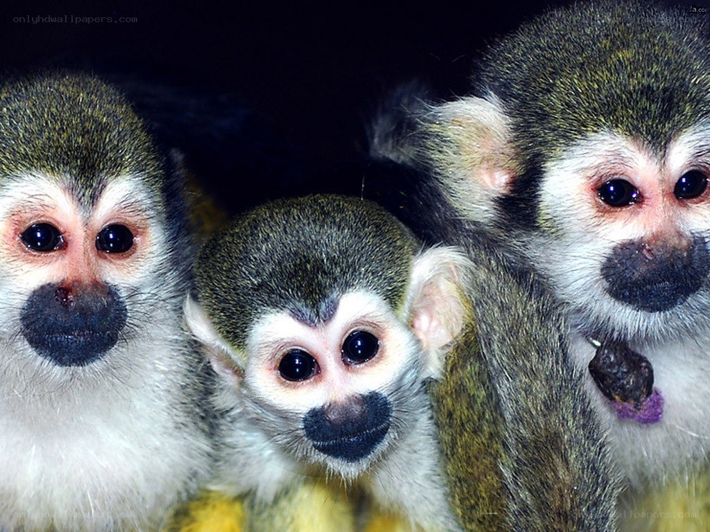 three squirrel monkeys together