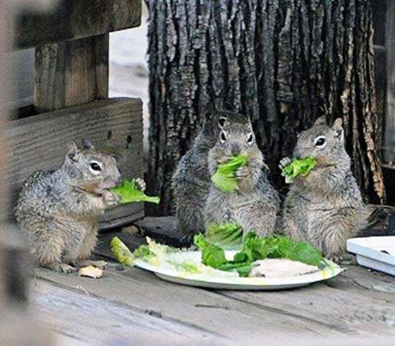Three Squirrels Eating Lettuce