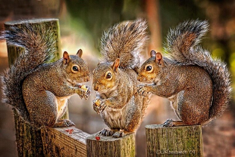 Three Squirrels Eating