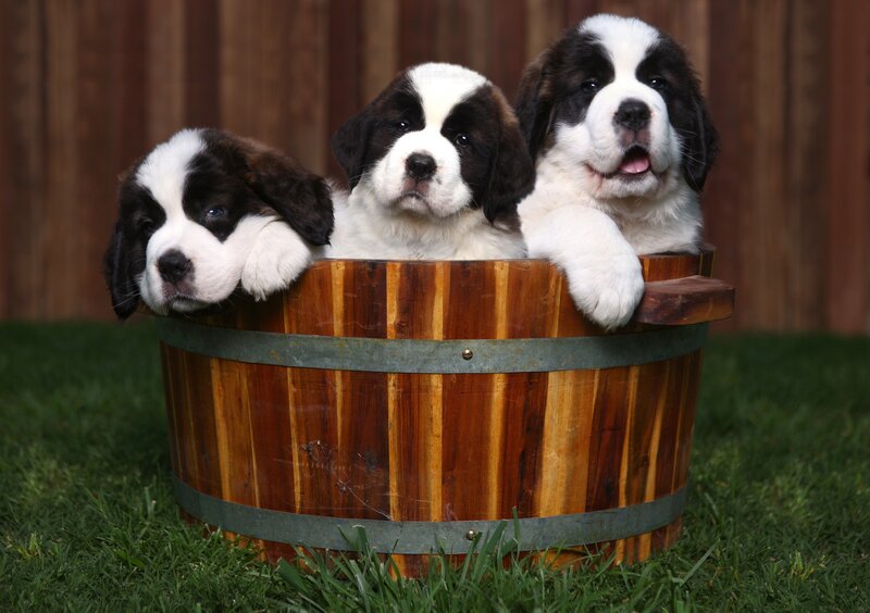Three St Bernard Puppies