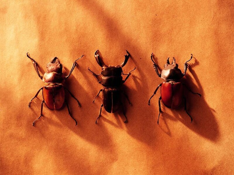 Three stag beetles on orange surface
