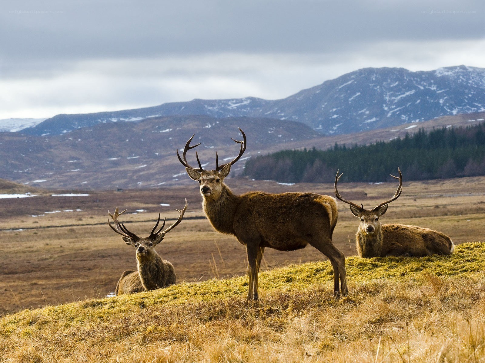 Three stags in a mountain field