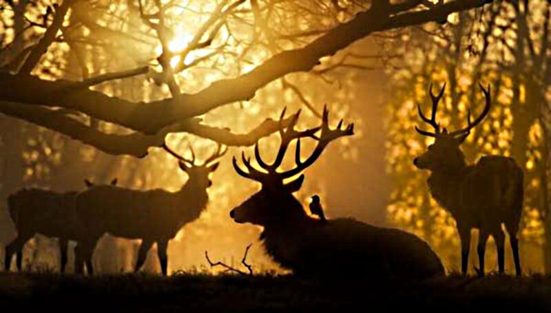 Three Stags in Forest — Gold
