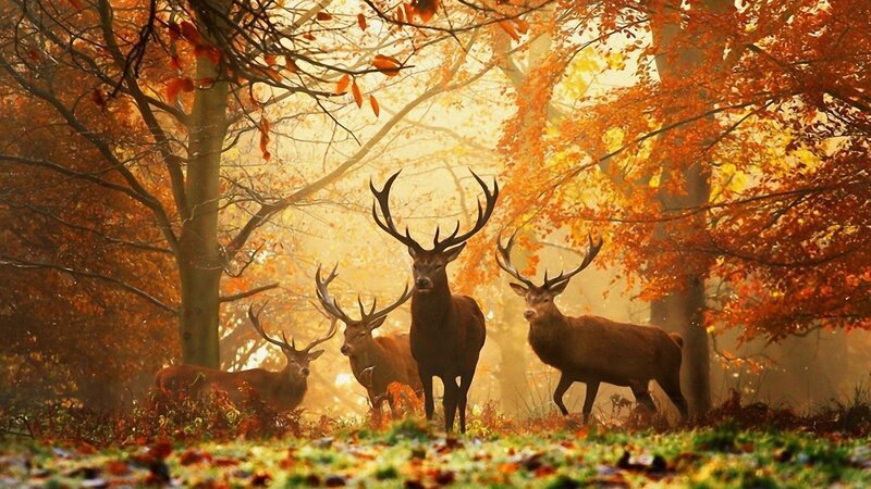 Three Stags in Forest — Orange