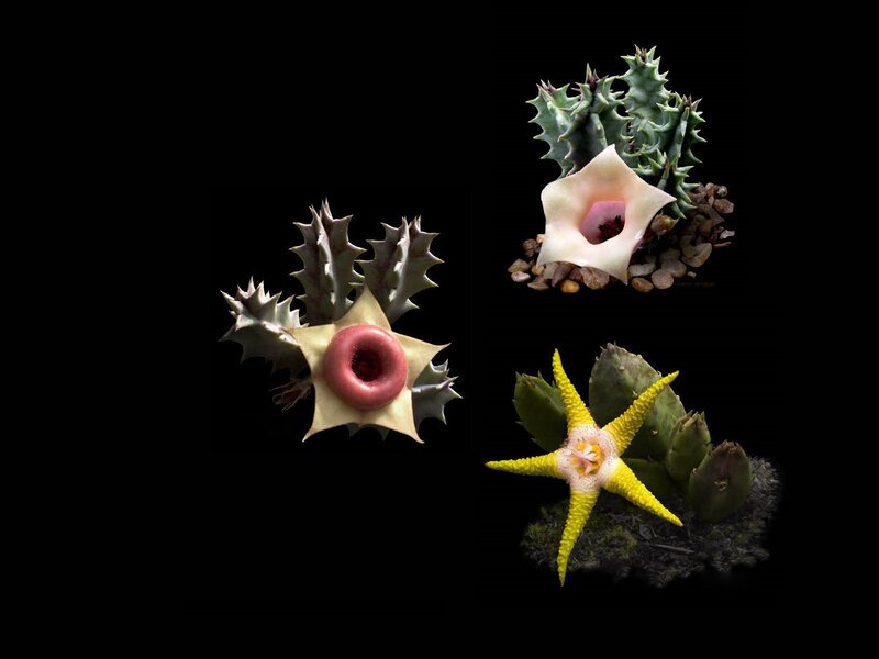 Three star-shaped flowers