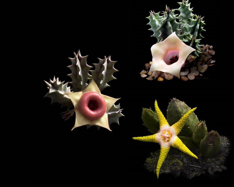 Three star-shaped flowers