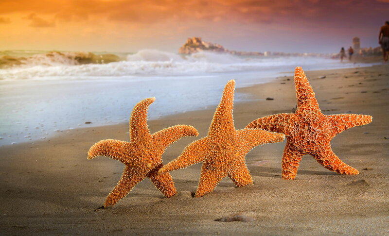 Three Starfish on Beach — Orange