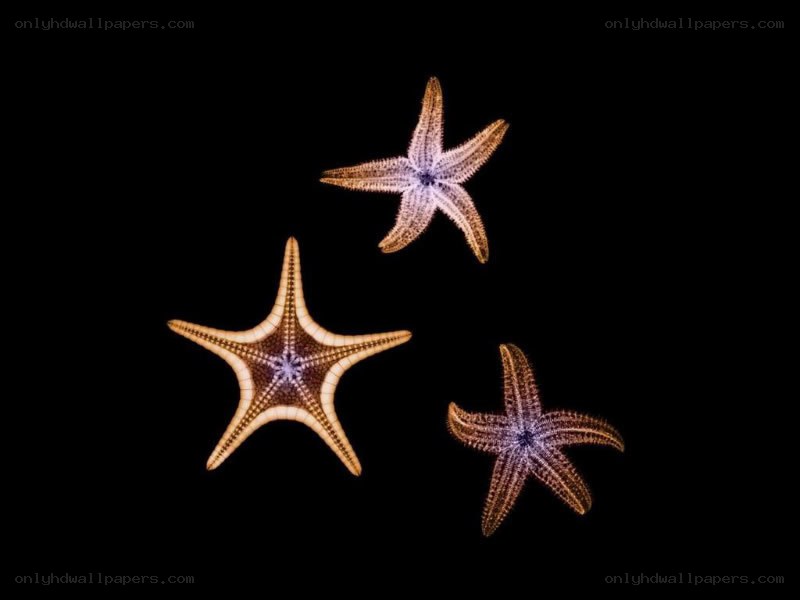 Three starfish on black background