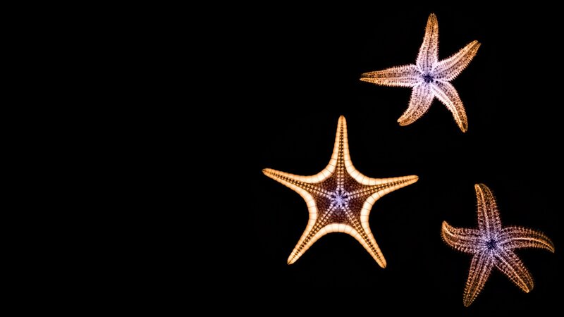 Three starfish on black background