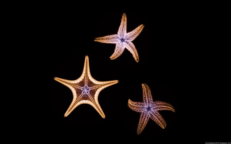 Three Starfish on Black — Dramatic