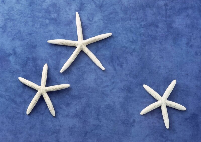 Three Starfish on Blue