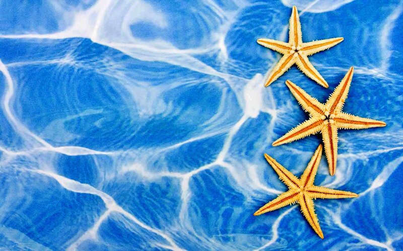 Three Starfish on Blue Water