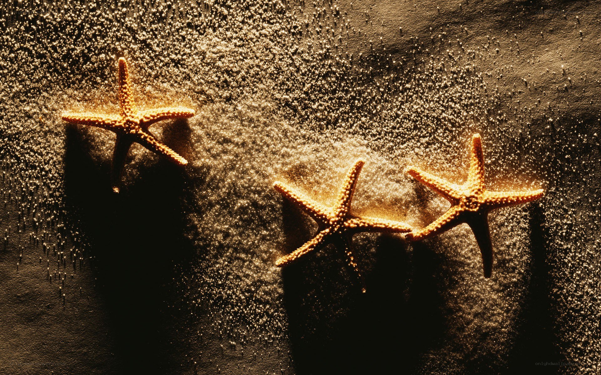 Three starfish on sandy beach
