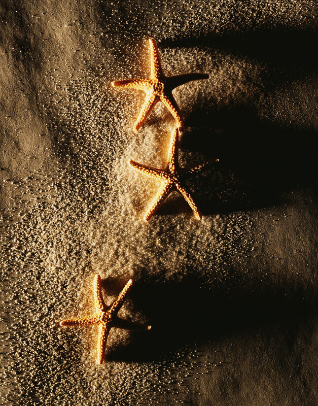 Three starfish on sandy beach