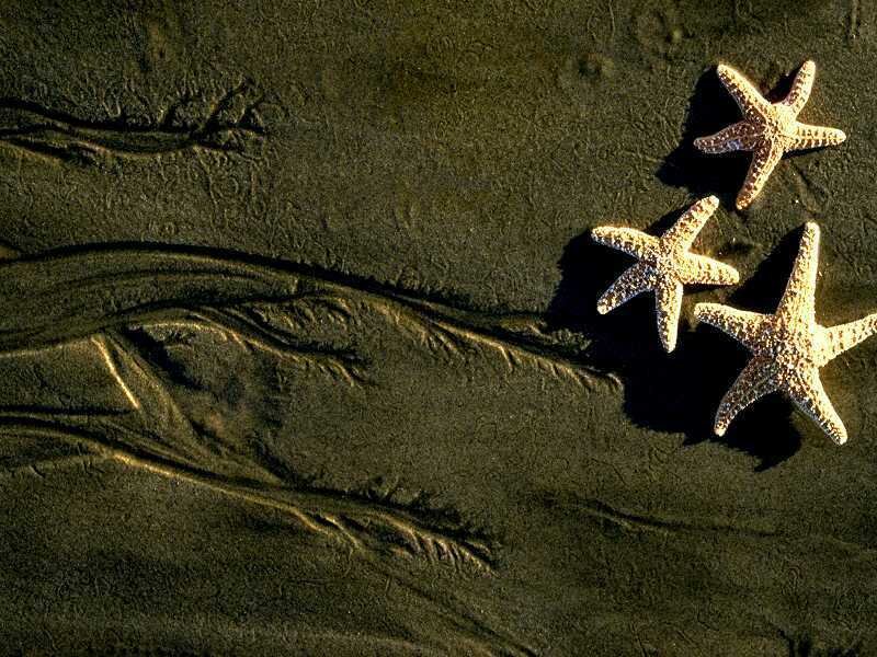 Three starfish on wet sand