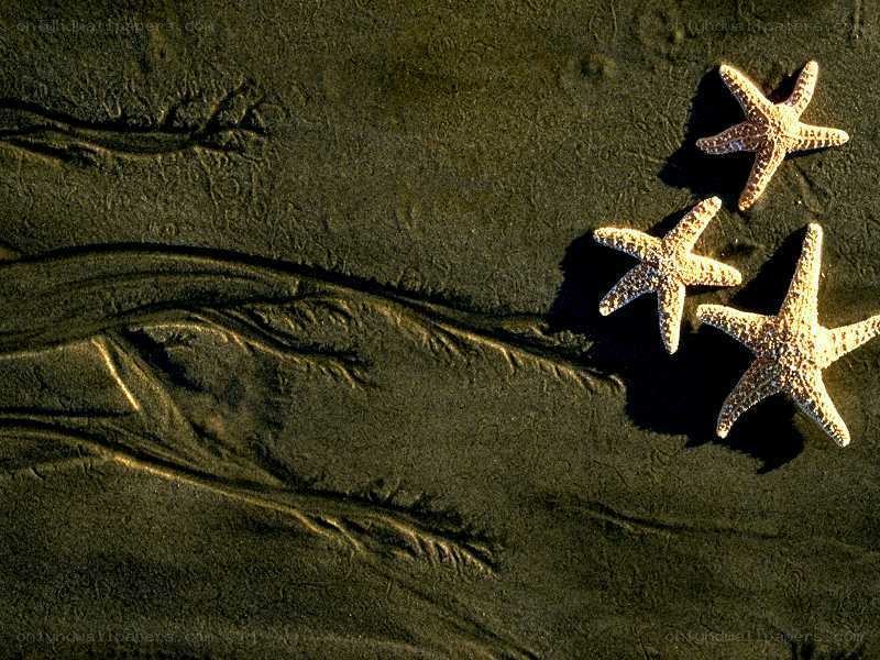 Three starfish on wet sand