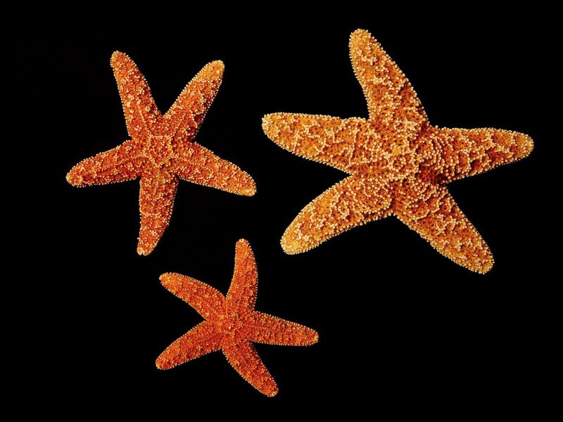 Three Starfish
