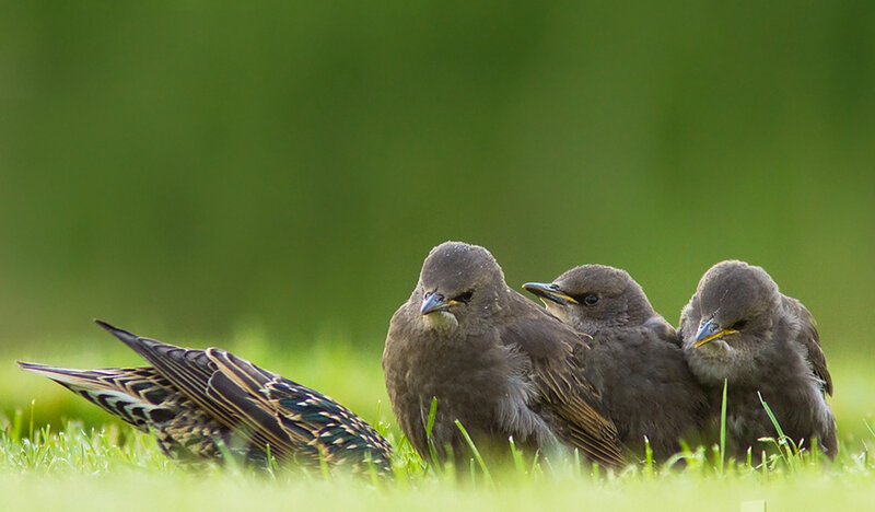 Three Starling Chicks