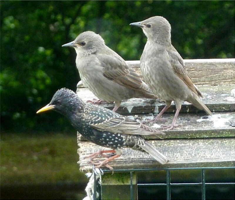 Three Starlings on a Feeder