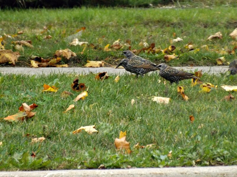 Three Starlings on Grass