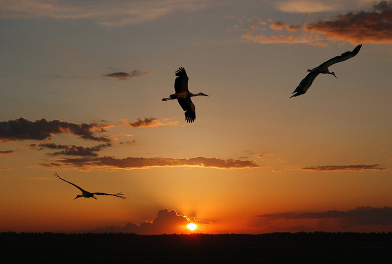 Three Storks Flying
