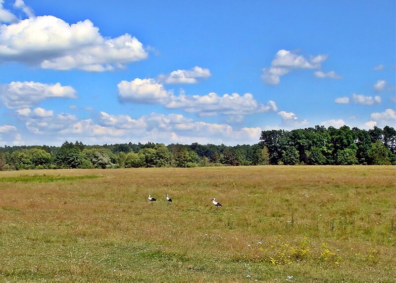 Three Storks in Field
