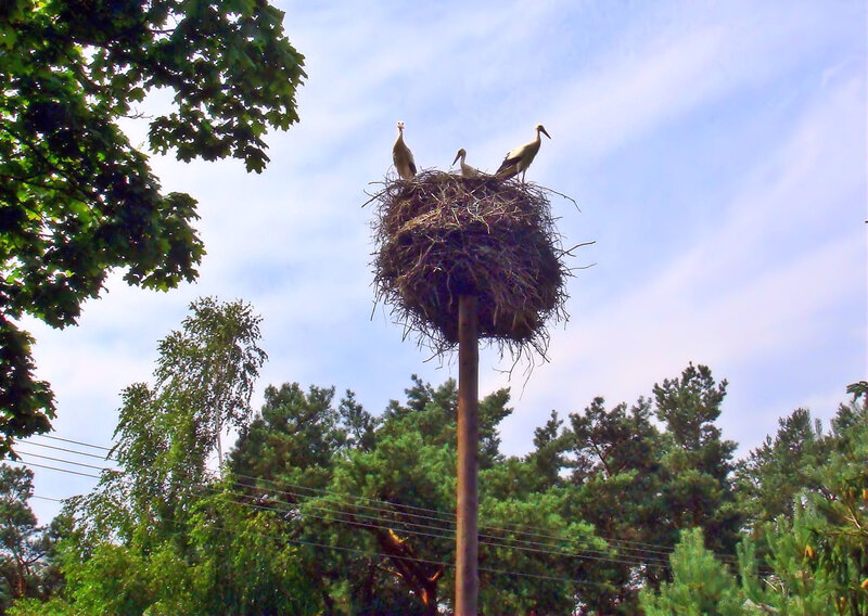 Three Storks in Nest