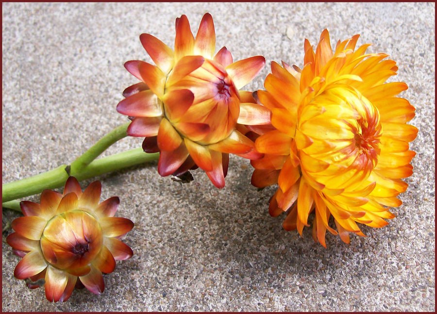 Three strawflowers on concrete