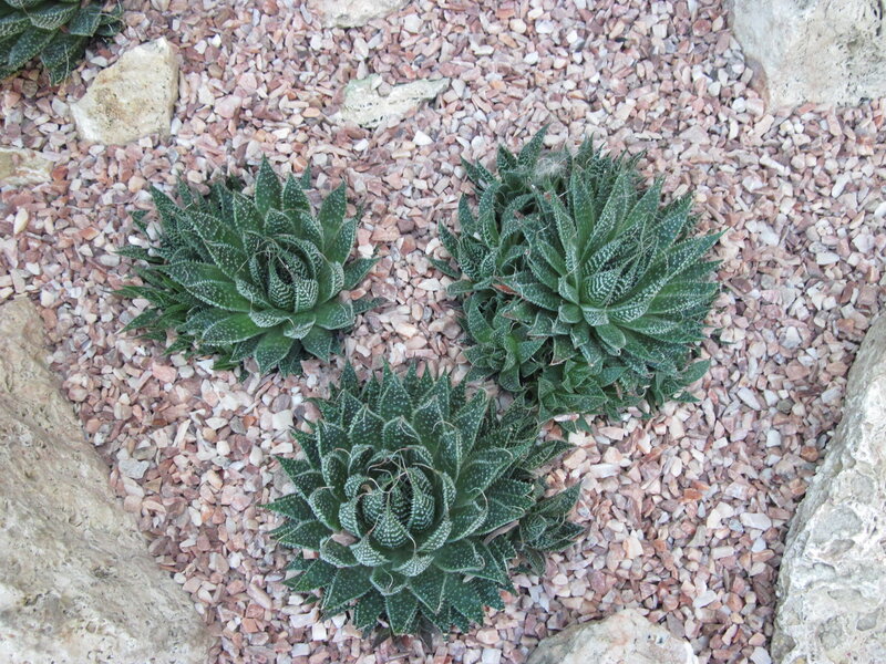 Three Succulent Plants