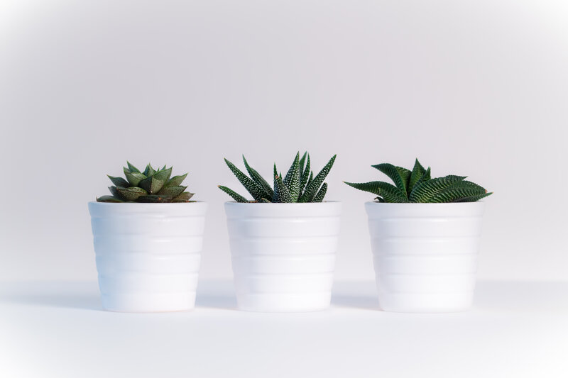 Three Succulents in Pots