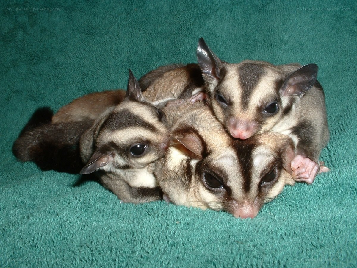 three sugar gliders huddled together