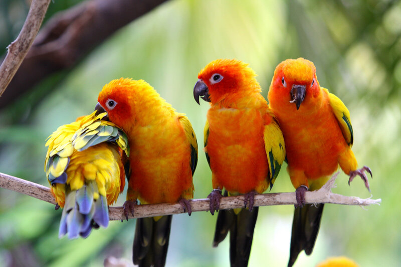 Three Sun Conures on Branch