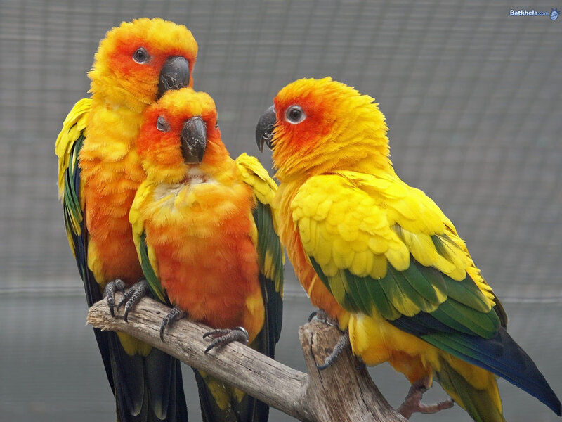 Three Sun Parrots