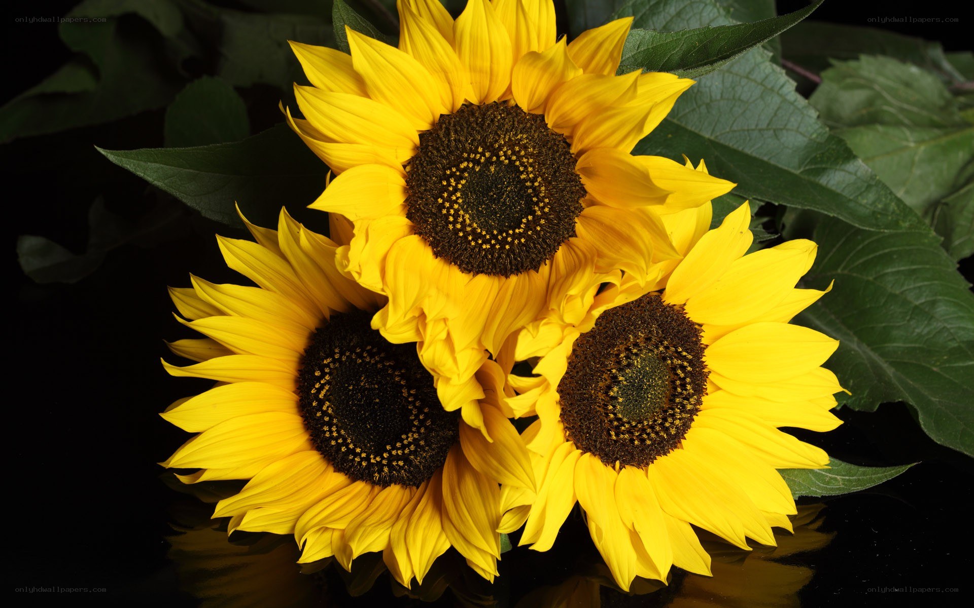 Three sunflowers in a bouquet