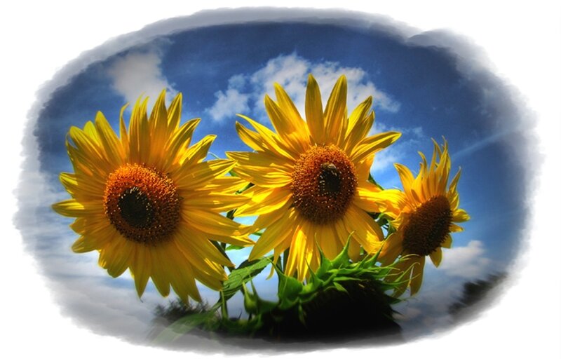Three Sunflowers in Bloom
