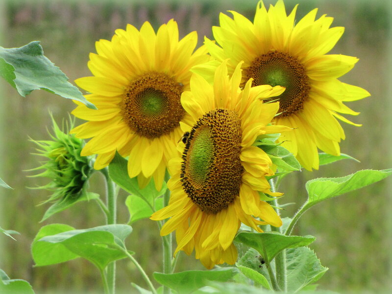 Three Sunflowers in Bloom — Yellow