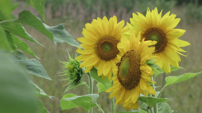 Three Sunflowers in Field