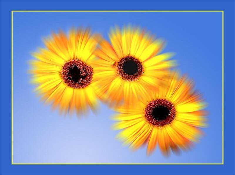 Three sunflowers in motion