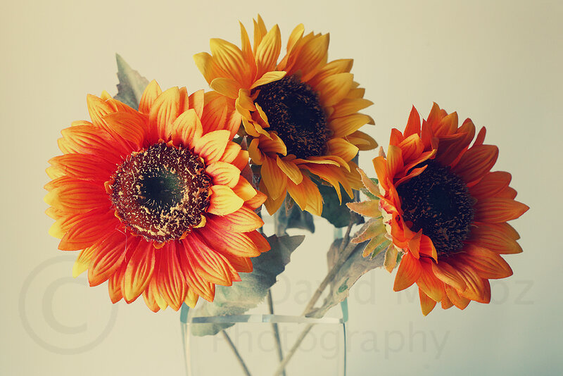 Three Sunflowers in Vase