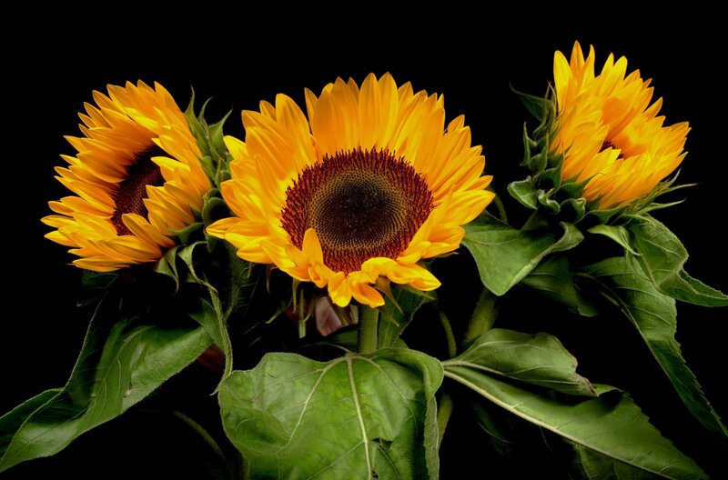 Three sunflowers on black