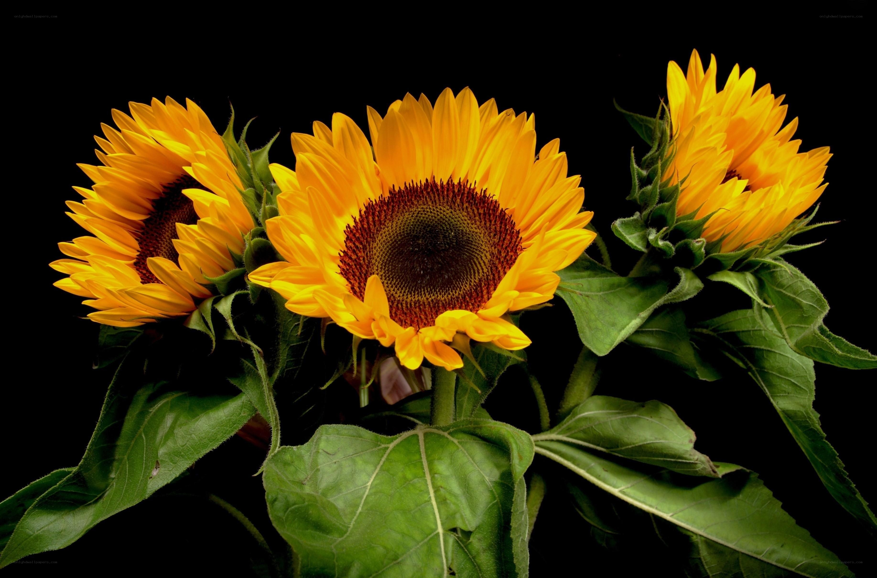 Three sunflowers on black