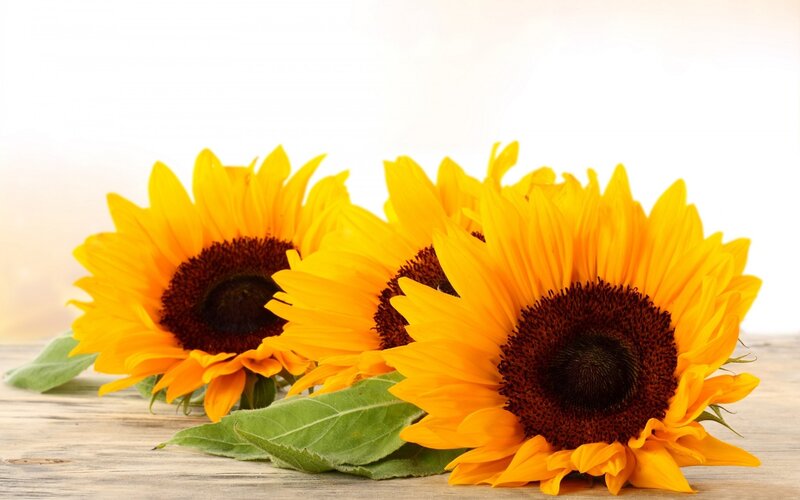 Three Sunflowers on Wood