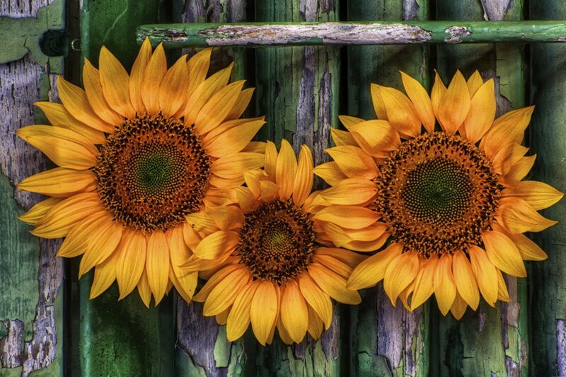 Three Sunflowers on Wood — Yellow