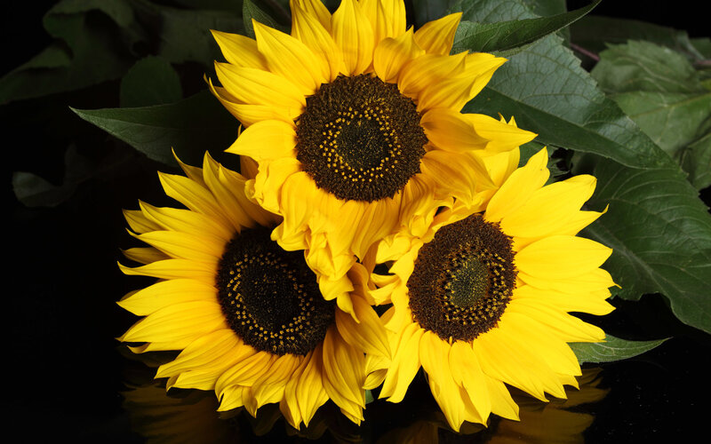 Three Sunflowers