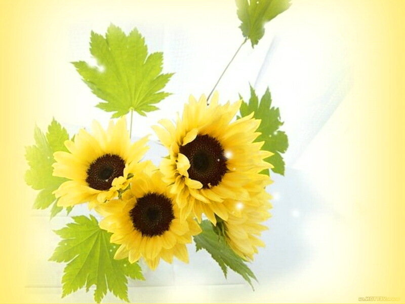 Three Sunflowers with Leaves