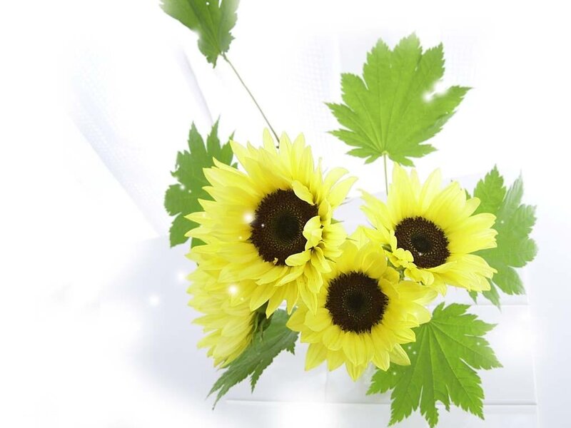 Three Sunflowers with Leaves — Yellow