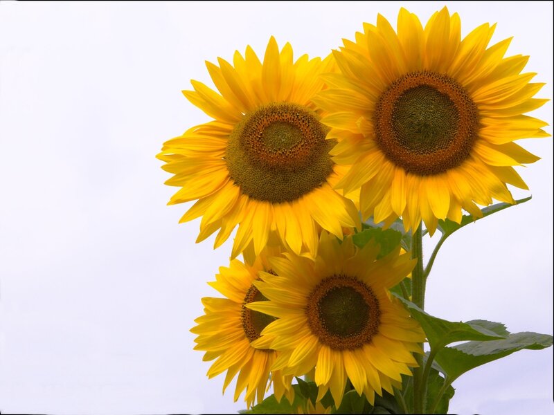 Three Sunflowers — Yellow, Bright